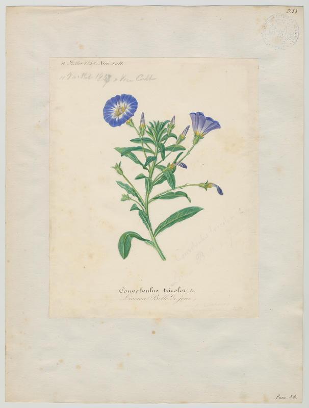Liseron Belle de jour ; plante à fleurs