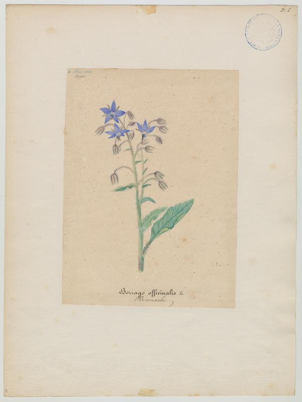 Bourrache ; plante à fleurs