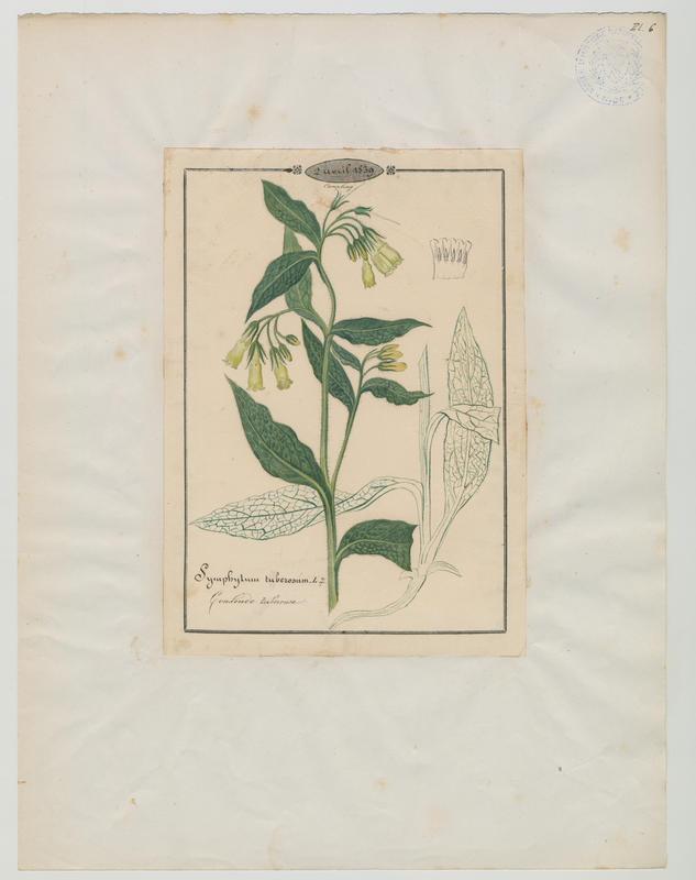 Consoude tubéreuse ; plante à fleurs