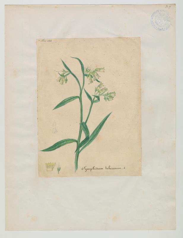Consoude tubéreuse ; plante à fleurs