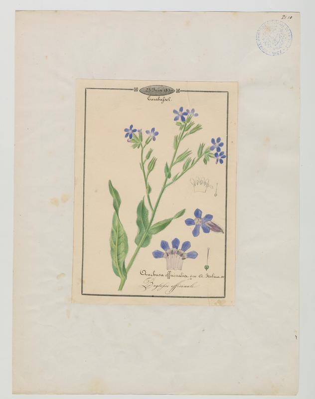 Buglosse officinale ; plante à fleurs