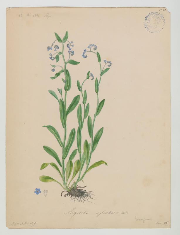 Myosotis des bois ; plante à fleurs