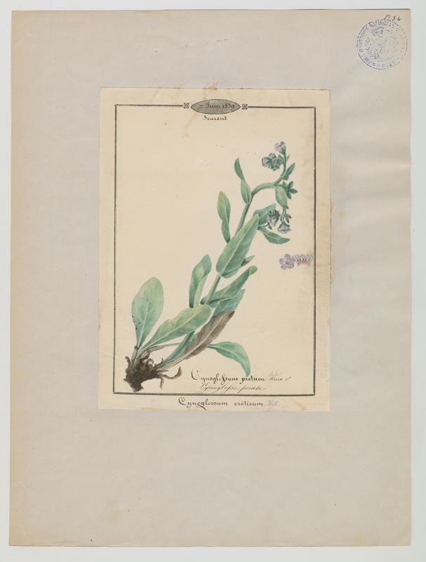 Cynoglosse peinte ; plante à fleurs