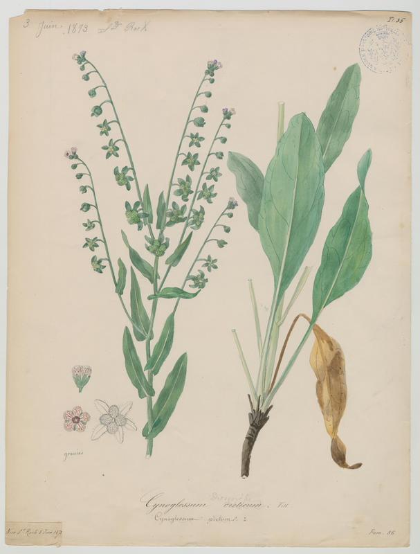 Cynoglosse peinte ; plante à fleurs