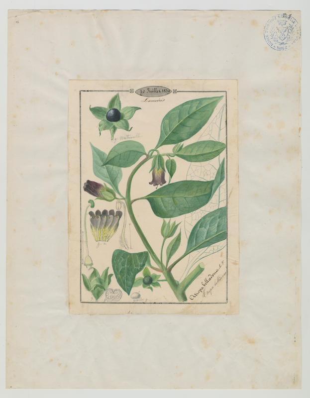 Atropa belladonne ; plante à fleurs