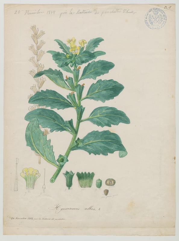 Jusquiame blanche ; plante à fleurs
