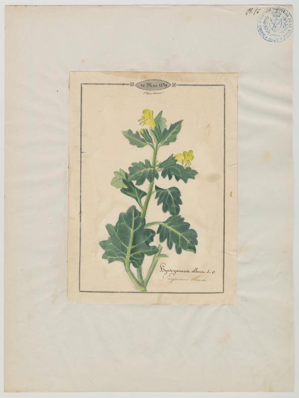 Jusquiame blanche ; plante à fleurs