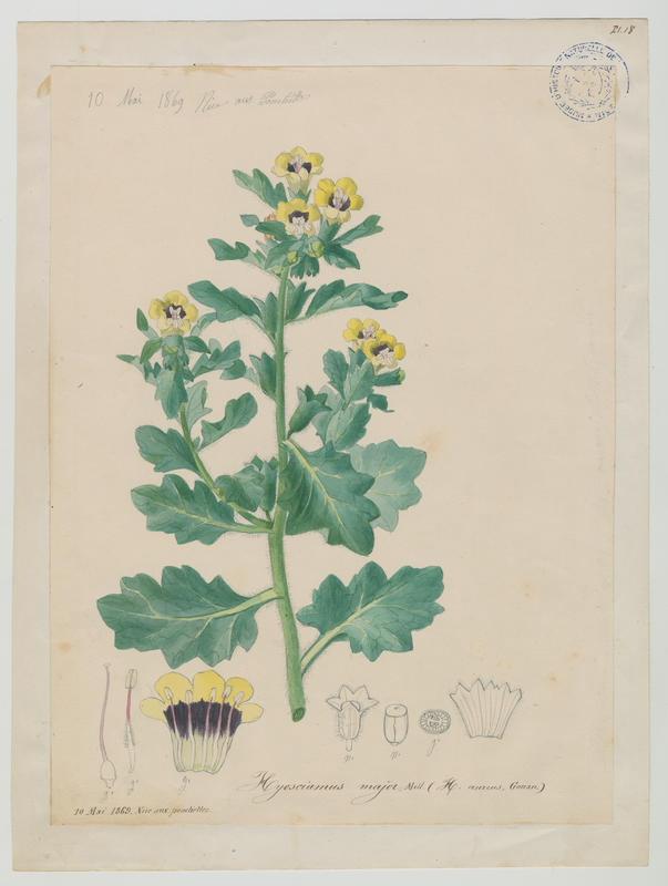 Jusquiame blanche ; plante à fleurs