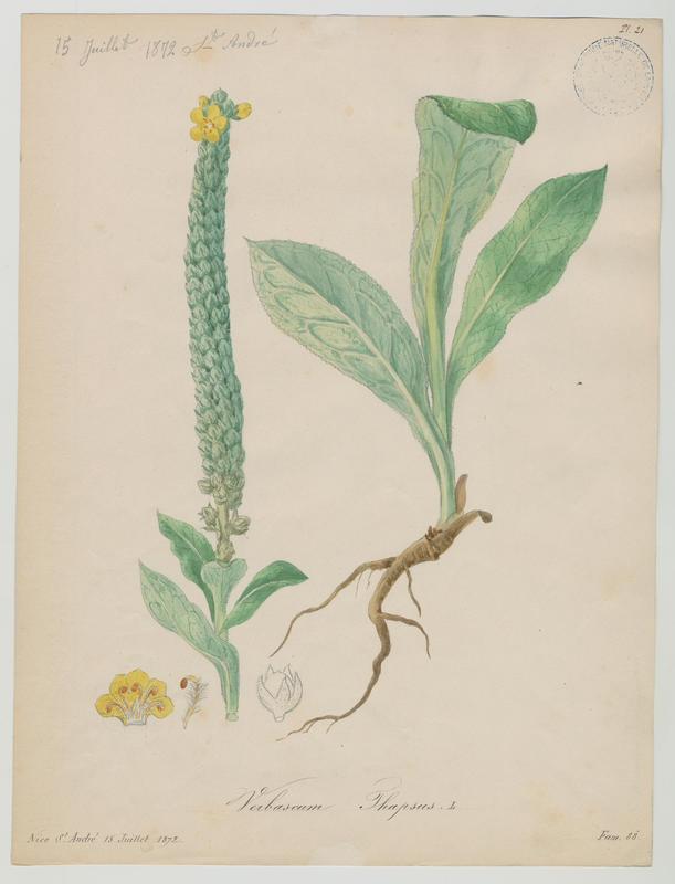 Molène bouillon-blanc ; plante à fleurs