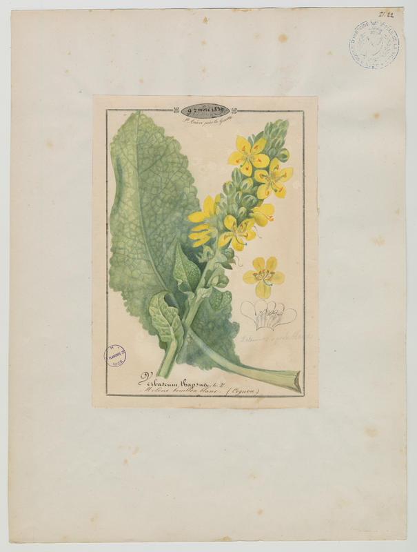 Molène bouillon-blanc ; plante à fleurs