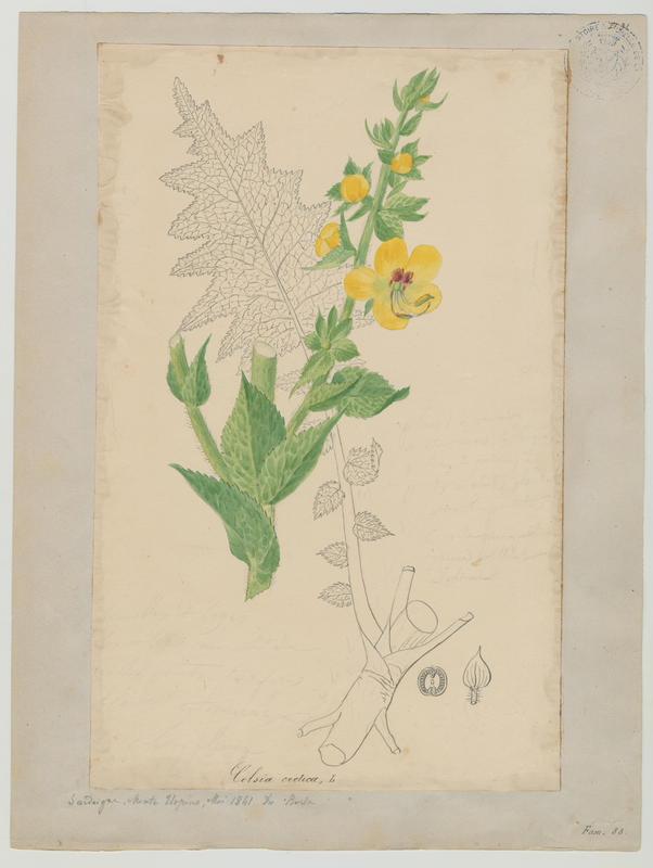 Molène de Crète ; plante à fleurs