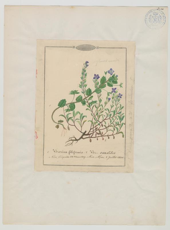 Véronique buissonnante ; plante à fleurs