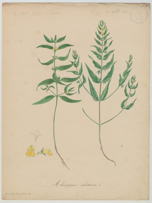 Mélampyre des bois ; plante à fleurs