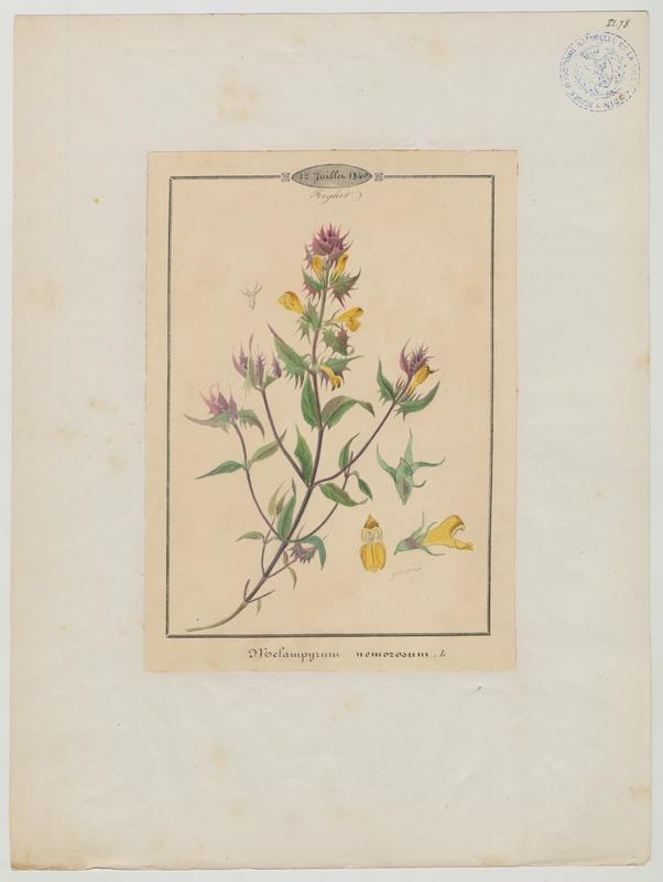 Mélampyre des bois ; plante à fleurs