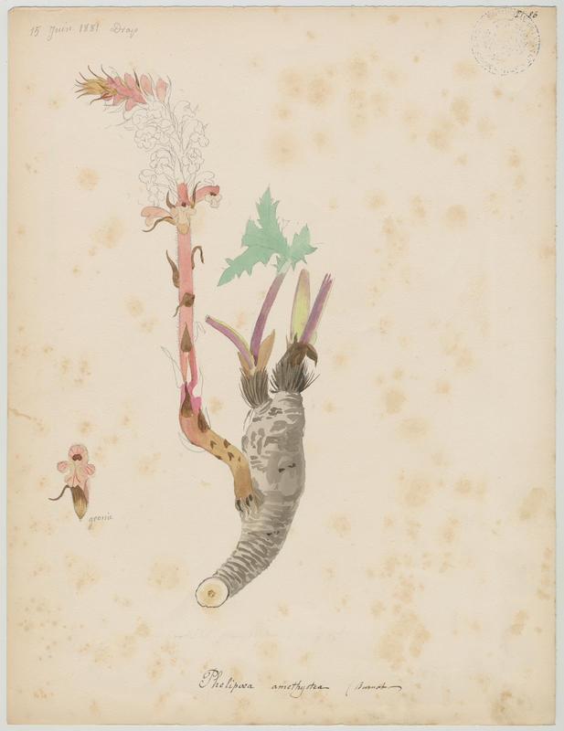 Orobanche couleur d'améthyste ; Orobanche couleur d'améthyste ; plante à fleurs