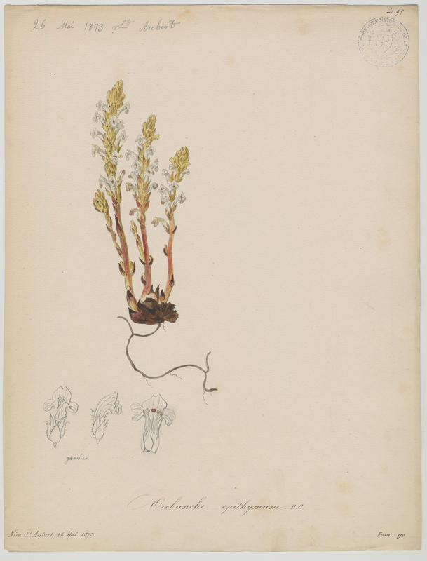 Orobanche blanche ; plante à fleurs
