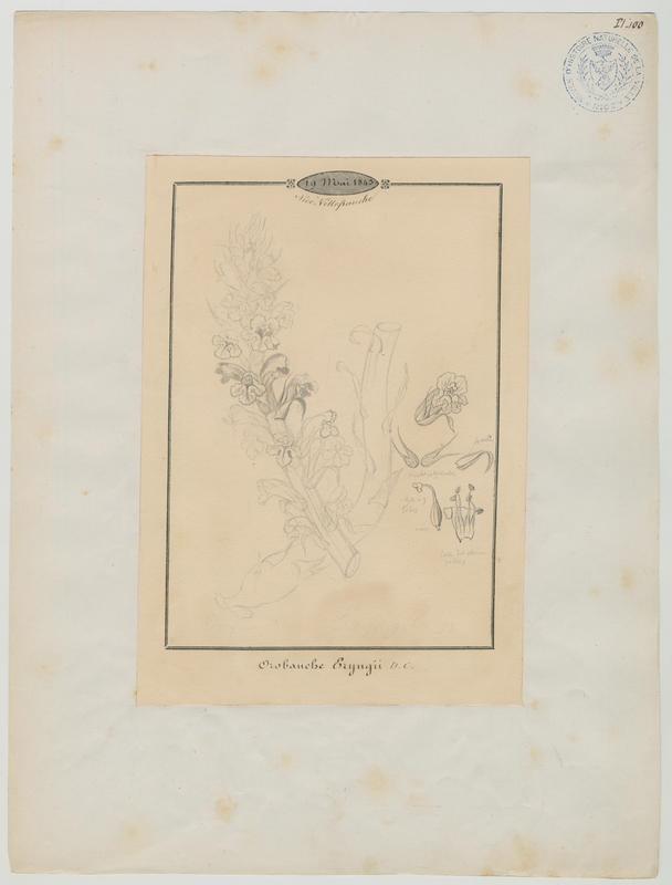 Orobanche du panicaut ; Orobanche couleur d'améthyste ; plante à fleurs