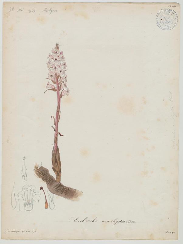 Orobanche couleur d'améthyste ; Orobanche du panicaut ; plante à fleurs