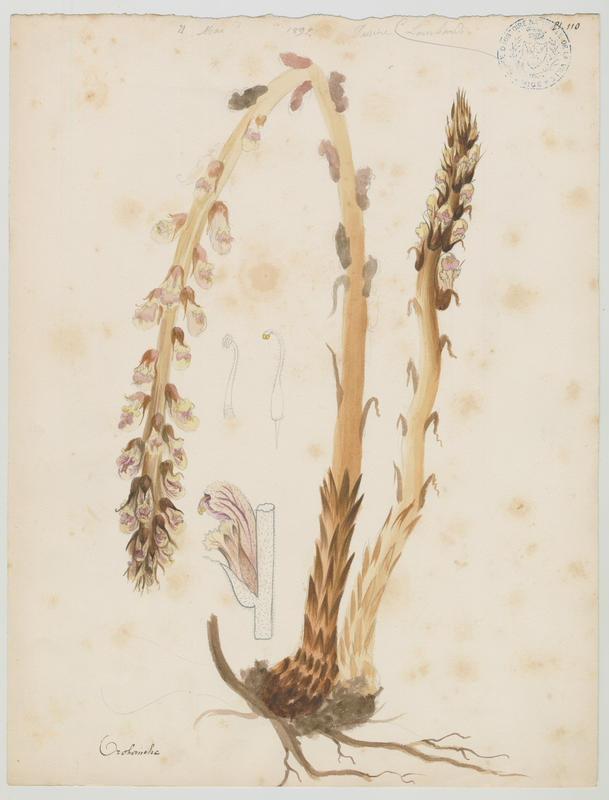 Orobanche ; plante à fleurs