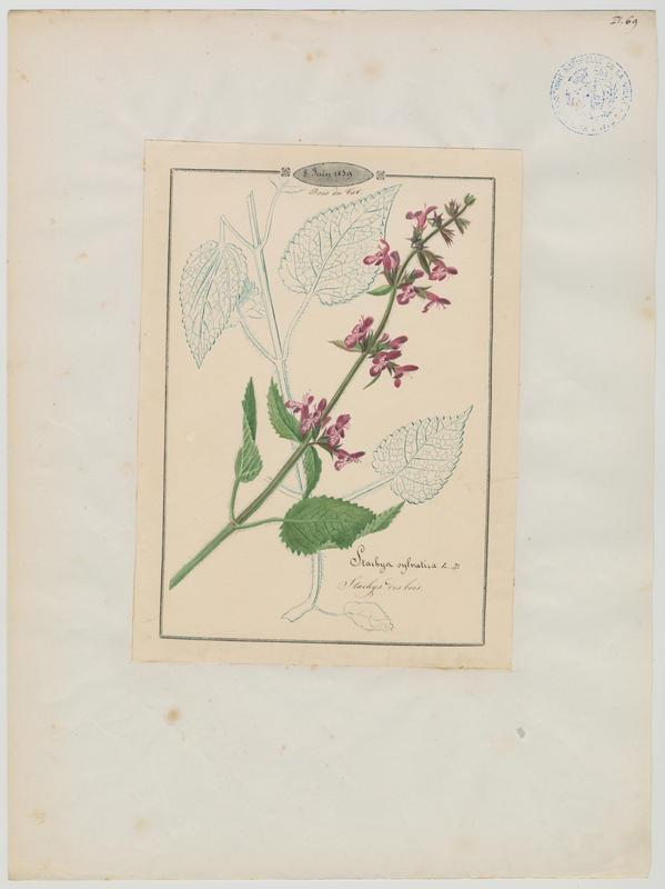Stachys des bois ; plante à fleurs
