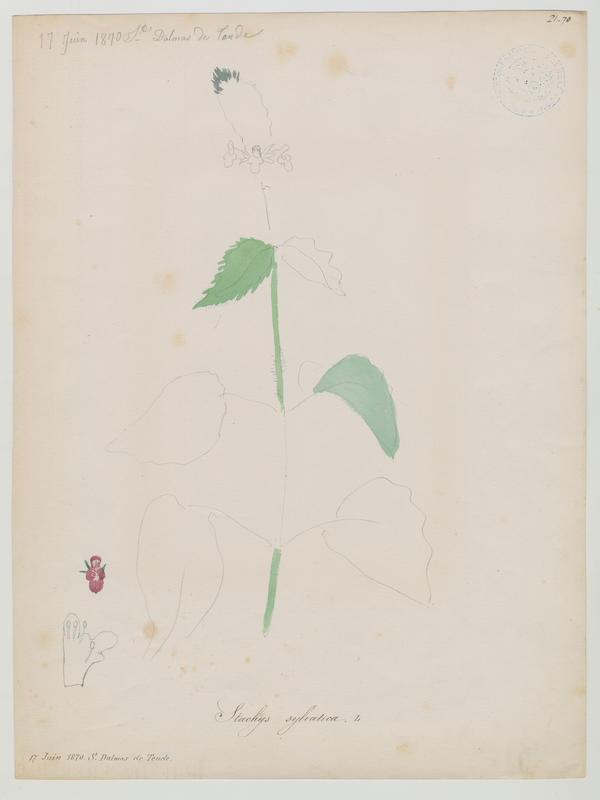 Stachys des bois ; plante à fleurs