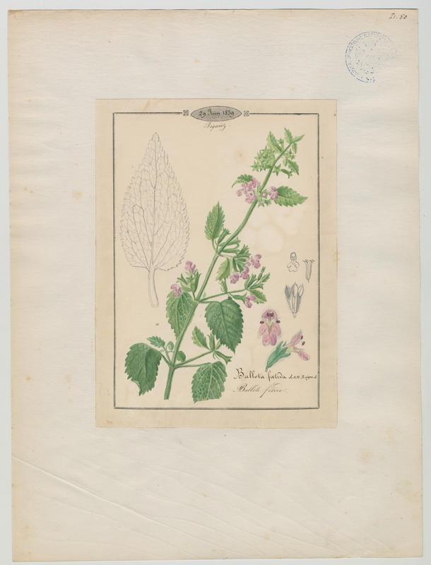 Ballote fétide ; plante à fleurs