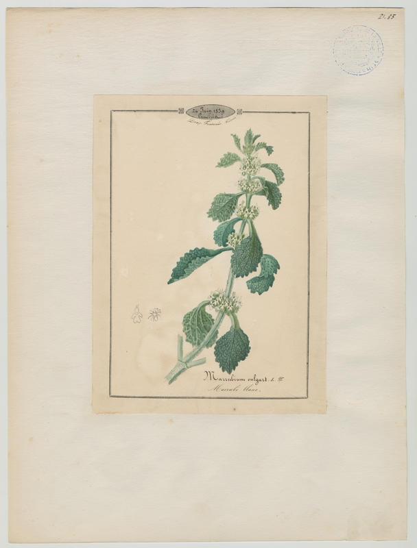 Marrube blanc ; plante à fleurs