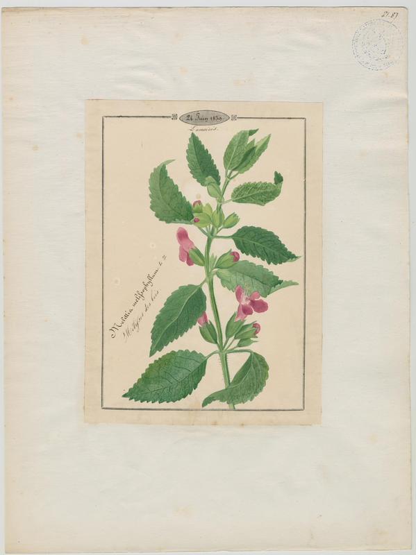 Mélissot des bois ; plante à fleurs