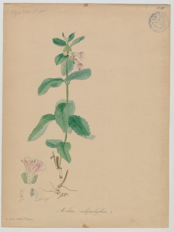 Mélissot des bois ; plante à fleurs