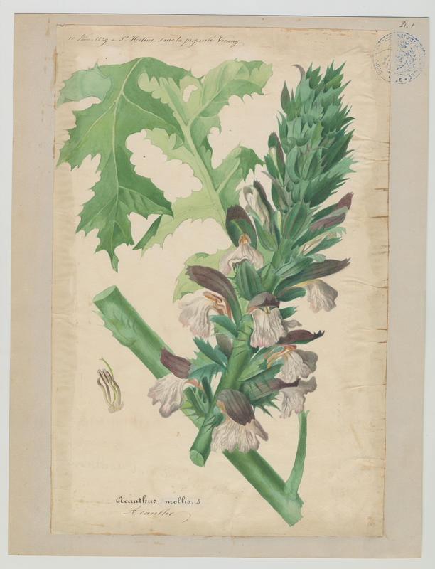 Acanthe ; plante à fleurs