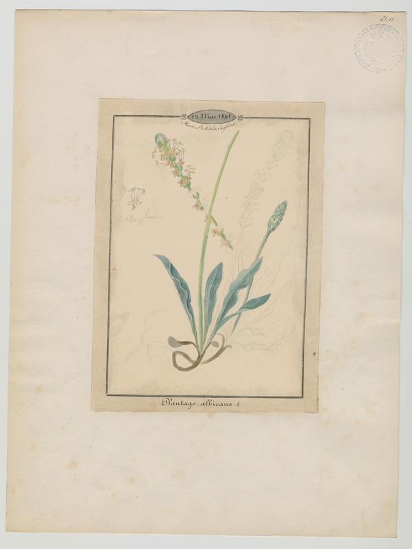 Plantain blanchissant ; plante à fleurs