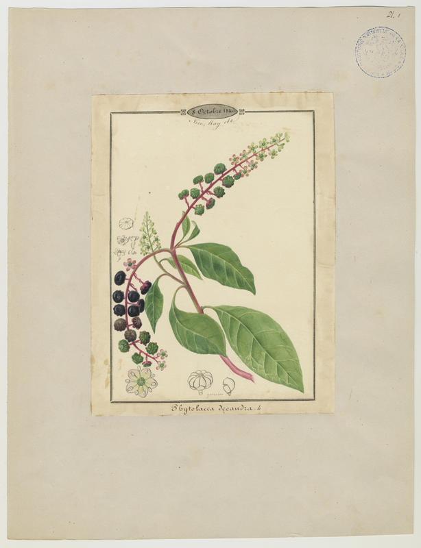 Raisin d'Amérique ; Teinturier ; plante à fleurs