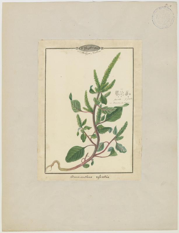 Amarante des bois ; plante à fleurs