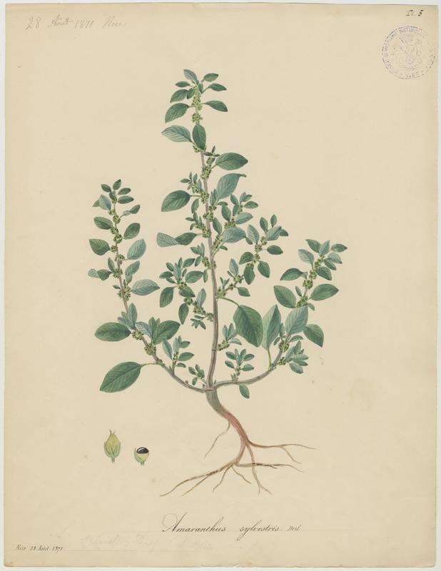 Amarante des bois ; plante à fleurs
