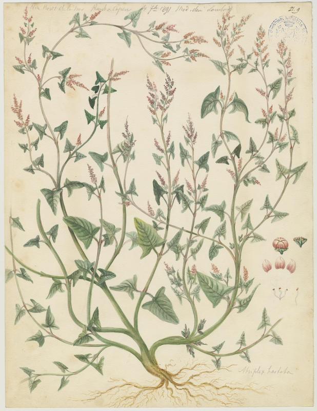 Arroche ; plante à fleurs