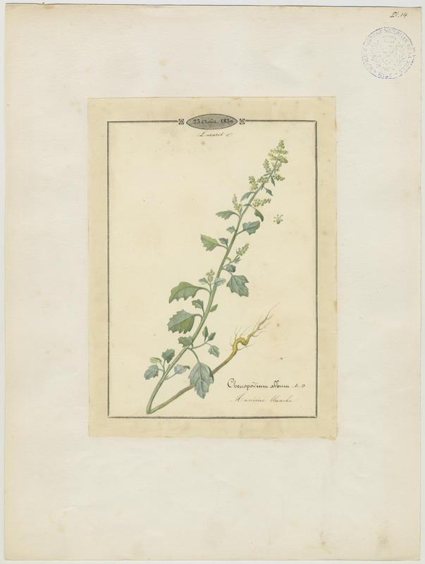 Ansérine blanche ; plante à fleurs