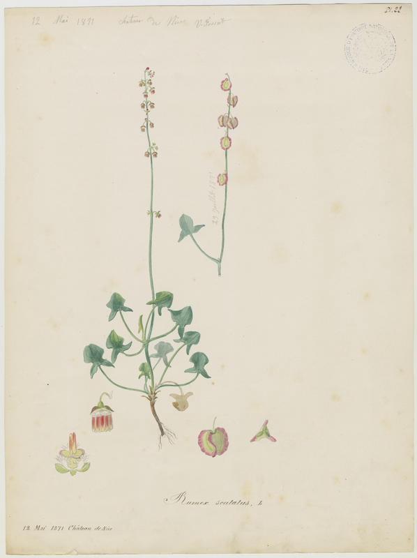 Oseille ronde ; Oseille à soupe ; plante à fleurs