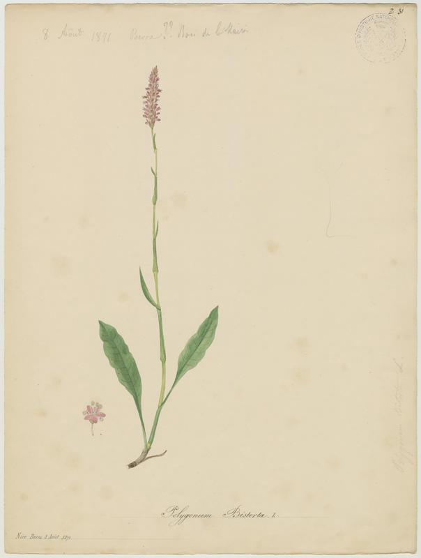 Bistorte ; plante à fleurs