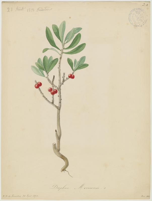 Daphné bois-gentil ; Bois-joli ; Jolibois ; Verdelet ; Vert-bois ; Bois-gentil ; plante à fleurs
