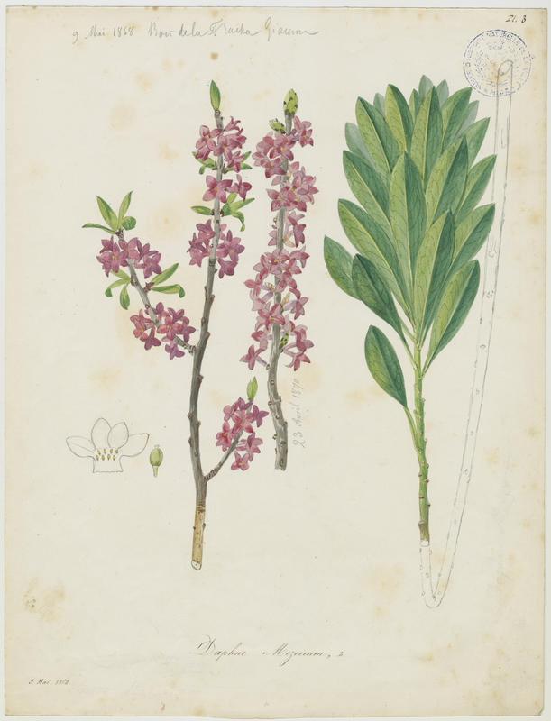 Daphné bois-gentil ; Bois-joli ; Jolibois ; Verdelet ; Vert-bois ; Bois-gentil ; plante à fleurs