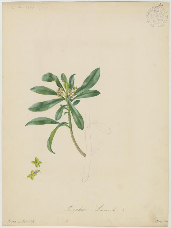 Daphné lauréole ; Laurier des bois ; plante à fleurs