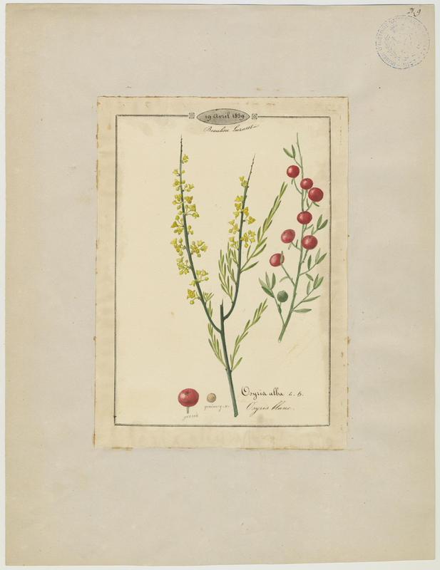 Osyris blanc ; plante à fleurs