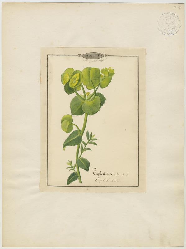 Euphorbe denté ; plante à fleurs