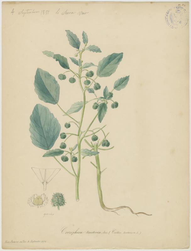 Tournesol des teinturiers ; plante à fleurs