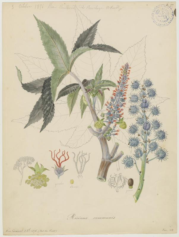 Ricin ; Ricin commun ; plante à fleurs