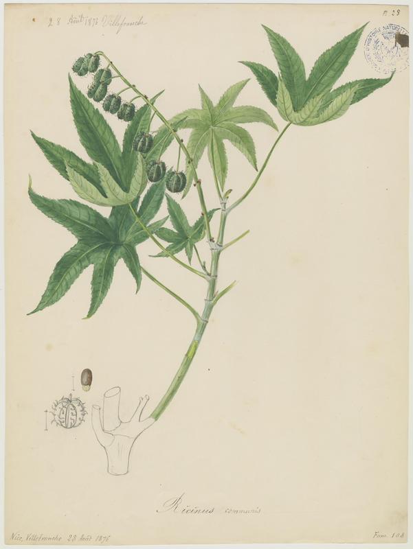 Ricin ; Ricin commun ; plante à fleurs