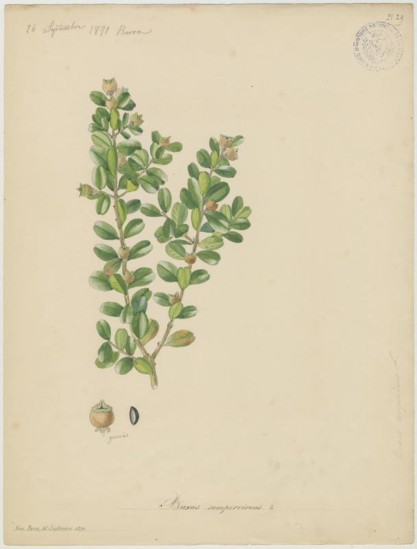 Buis commun ; plante à fleurs