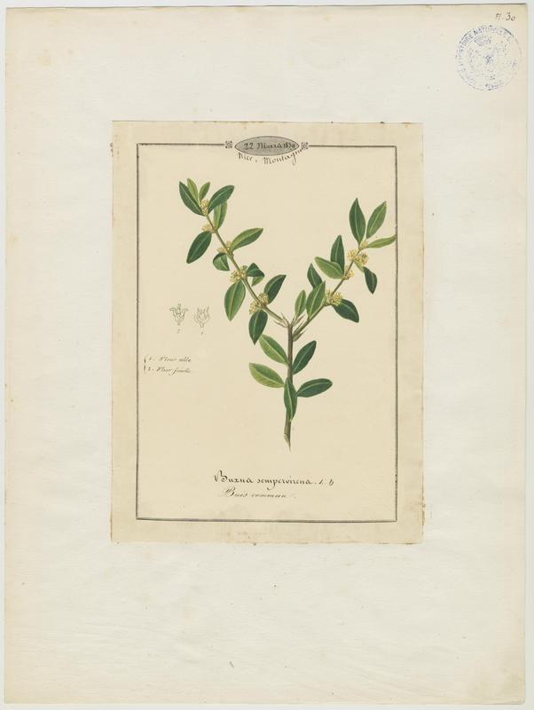 Buis commun ; plante à fleurs