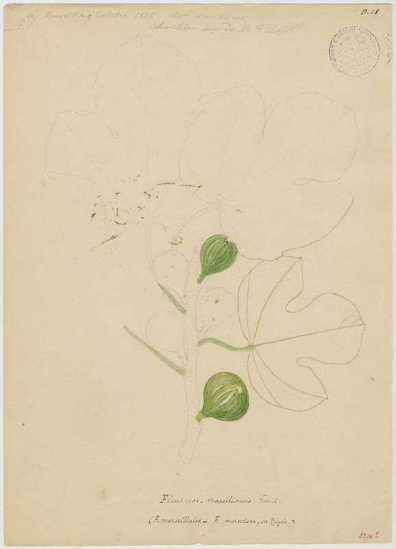 Figuier : figue ; Pirule marseillaise