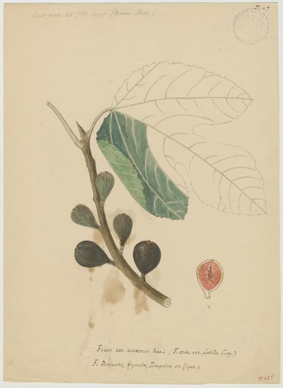 Figuier ; Ficus douqueira